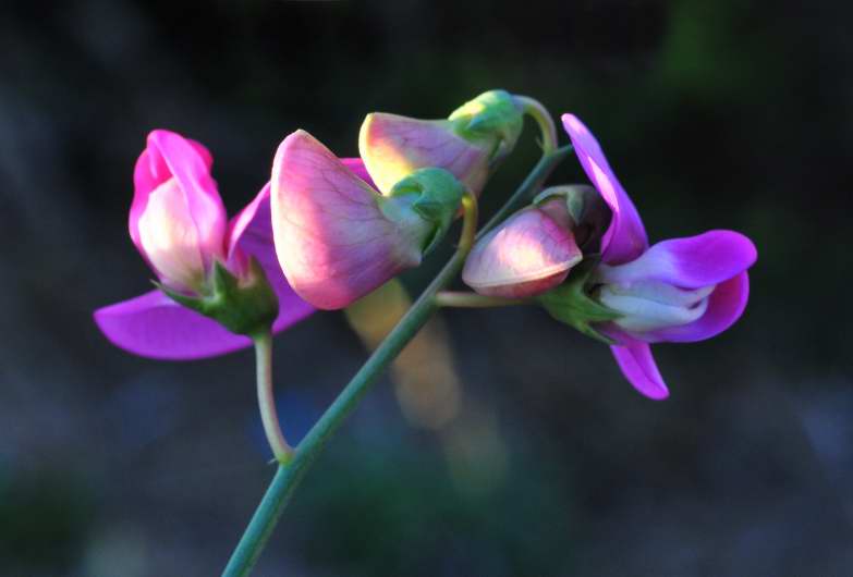 Fabaceae: Lathyrus sylvestris